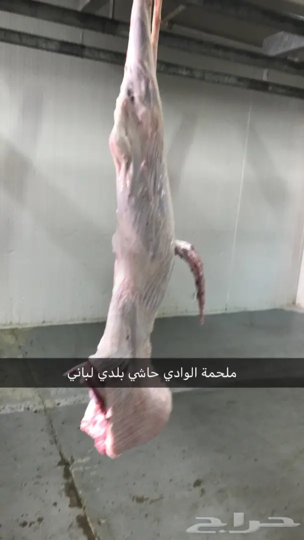 حاشي بلدي على الشرط ملحمة الوادي حي التيسير (image 2)