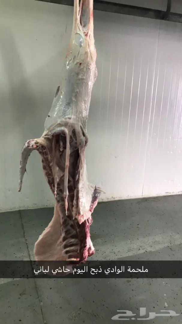 حاشي بلدي على الشرط ملحمة الوادي حي التيسير (image 3)