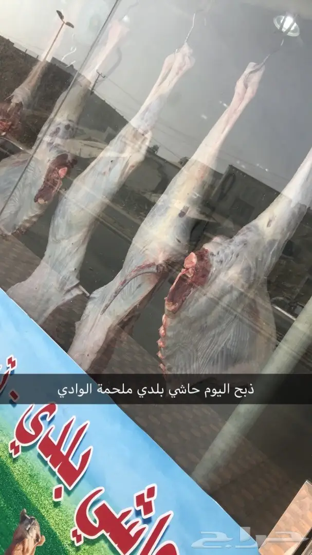 حاشي بلدي على الشرط ملحمة الوادي حي التيسير (image 8)