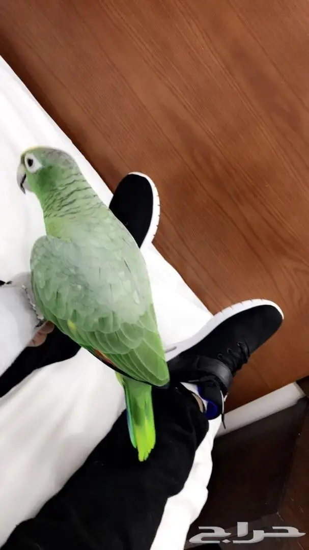 ببغاء أمازوني اليف  للبيع 