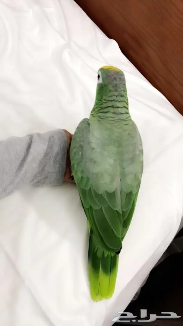 ببغاء أمازوني اليف  للبيع  (image 1)