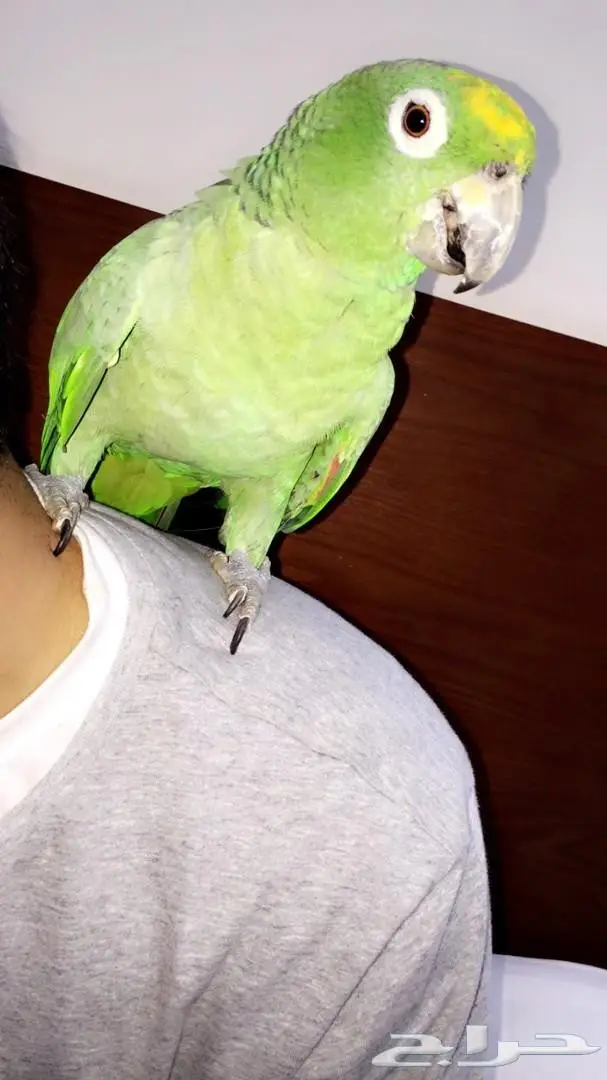 ببغاء أمازوني اليف  للبيع  (image 2)