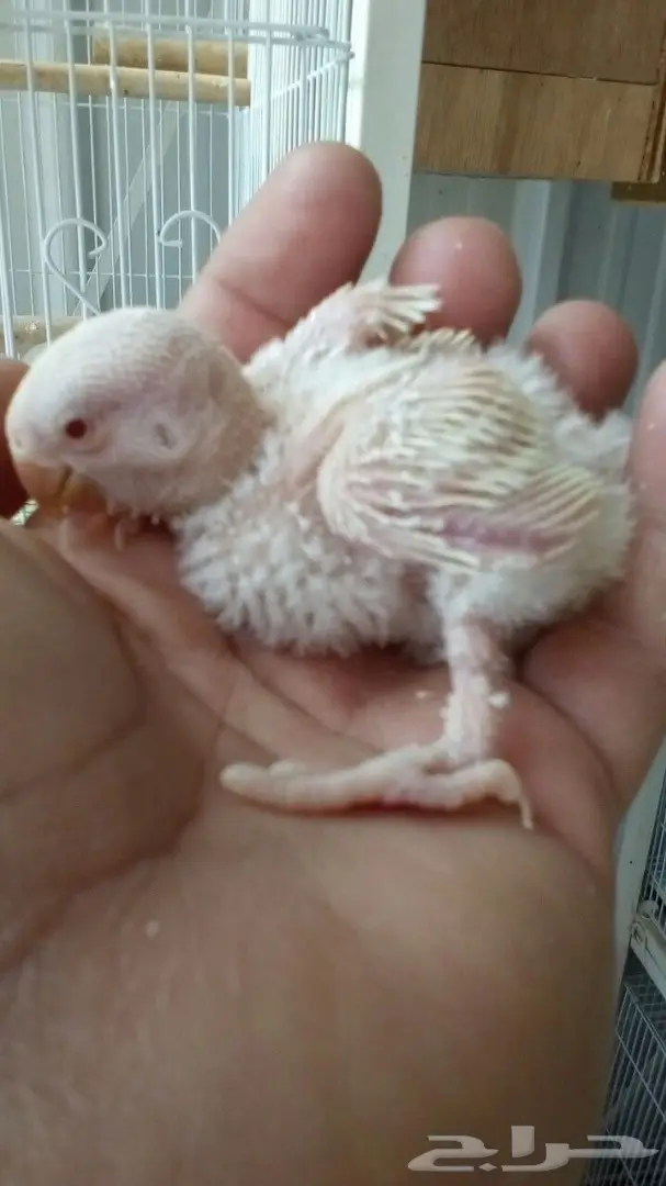 روز غر ألبينو صافي 