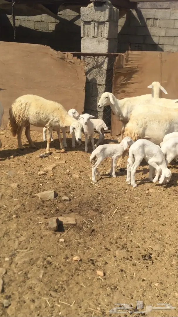 ضأن للبيع  (image 1)
