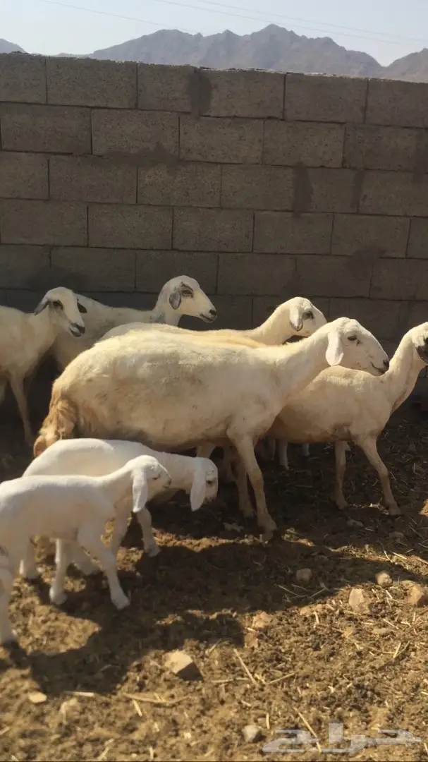 ضأن للبيع  (image 2)