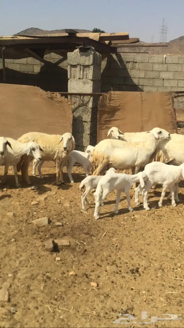 ضأن للبيع  (image 3)