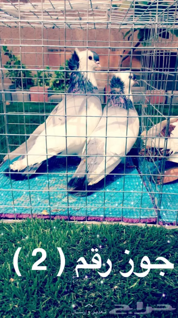 مجموعة حمام بلغاري للبيع (image 3)