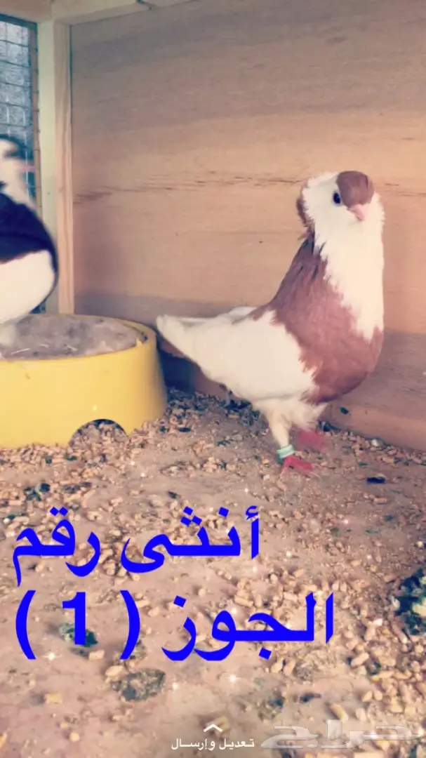 مجموعة حمام بلغاري للبيع (image 4)