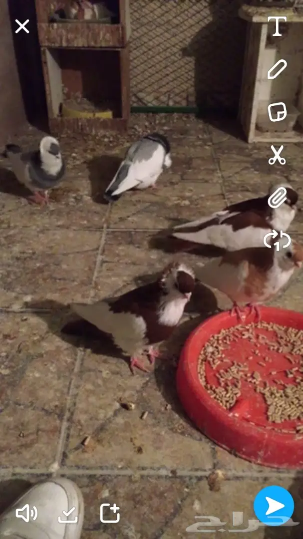 مجموعة حمام بلغاري للبيع (image 10)