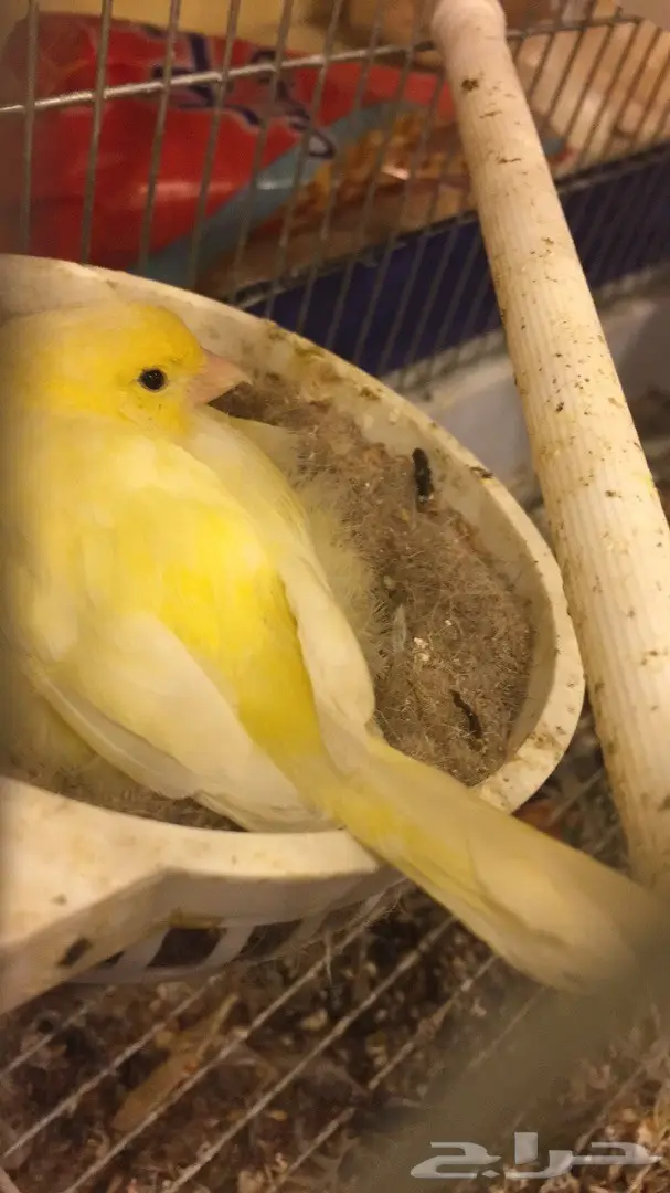للبيع زوج كناري منتج  (image 1)