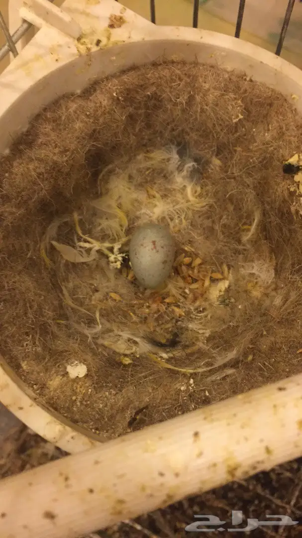 للبيع زوج كناري منتج  (image 2)