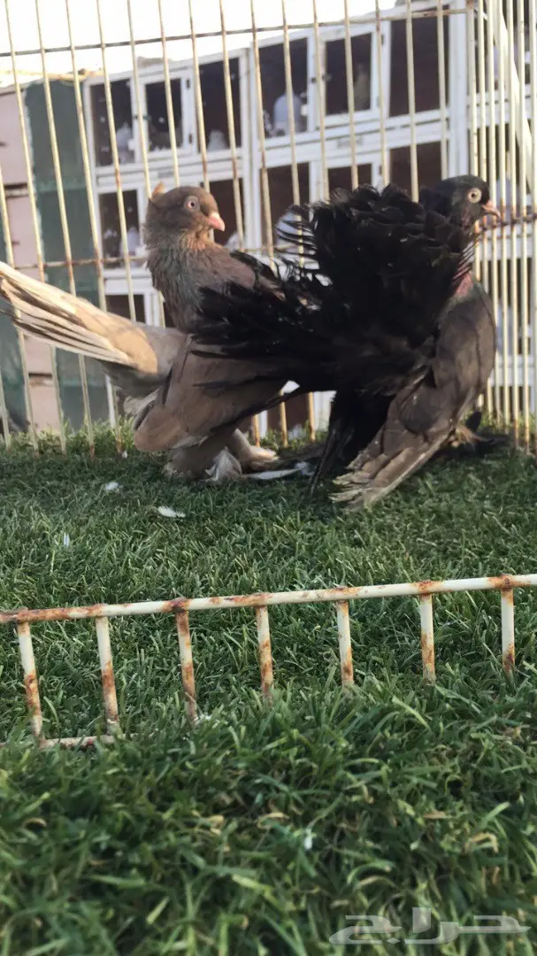 ((جوز كرنقو(( الموندا))