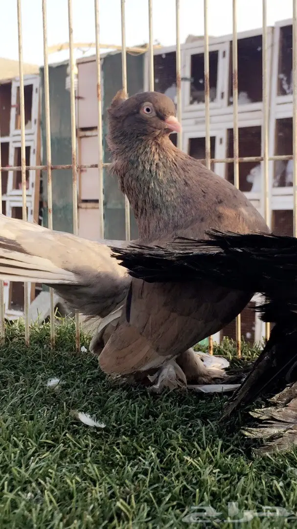 ((جوز كرنقو(( الموندا)) (image 1)