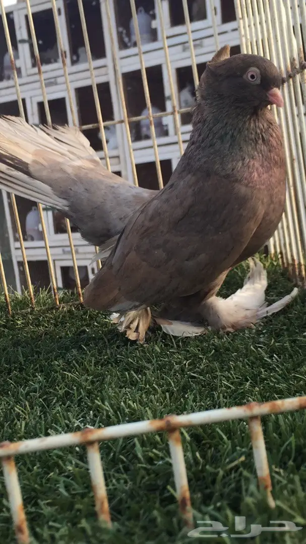 ((جوز كرنقو(( الموندا)) (image 2)