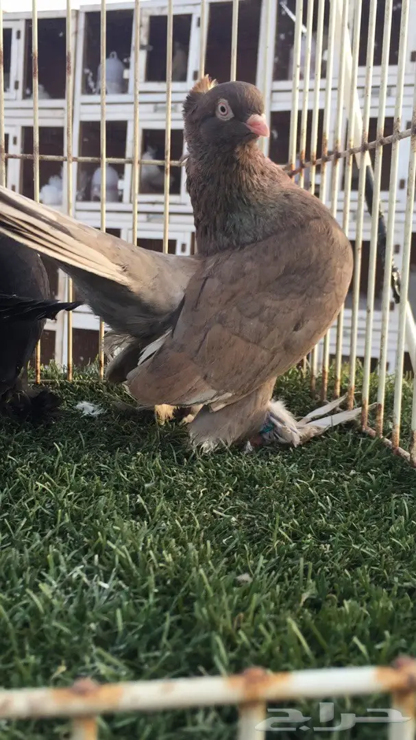 ((جوز كرنقو(( الموندا)) (image 3)