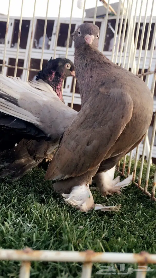 ((جوز كرنقو(( الموندا)) (image 4)