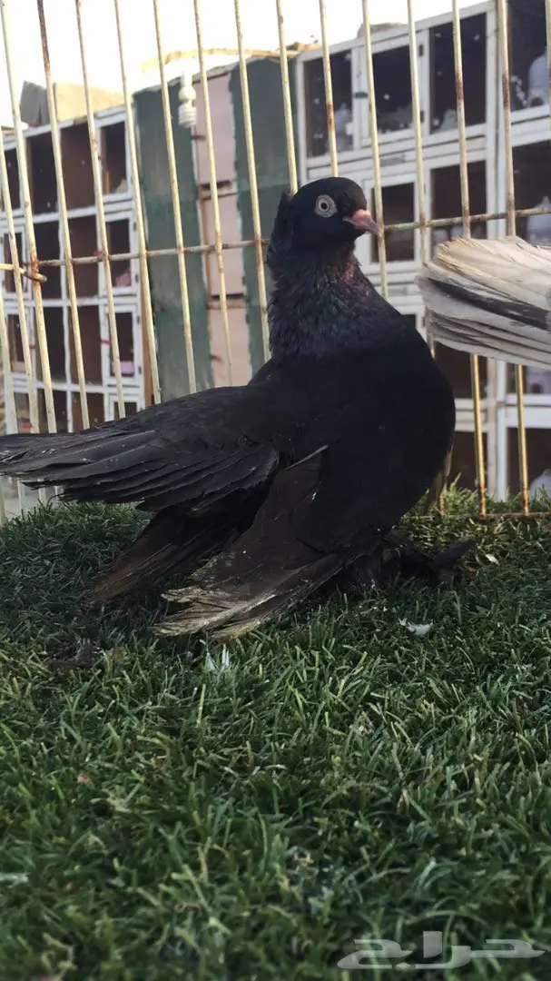 ((جوز كرنقو(( الموندا)) (image 5)