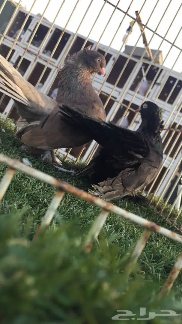 ((جوز كرنقو(( الموندا)) (image 6)