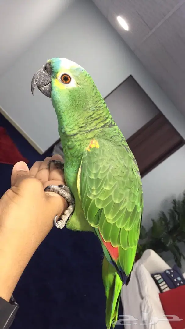 كروات متكلم في الوجه بلو فرونتد هدد  (image 7)