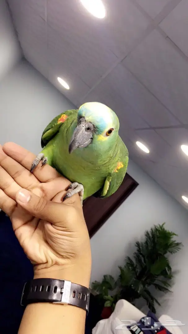 كروات متكلم في الوجه بلو فرونتد هدد  (image 8)