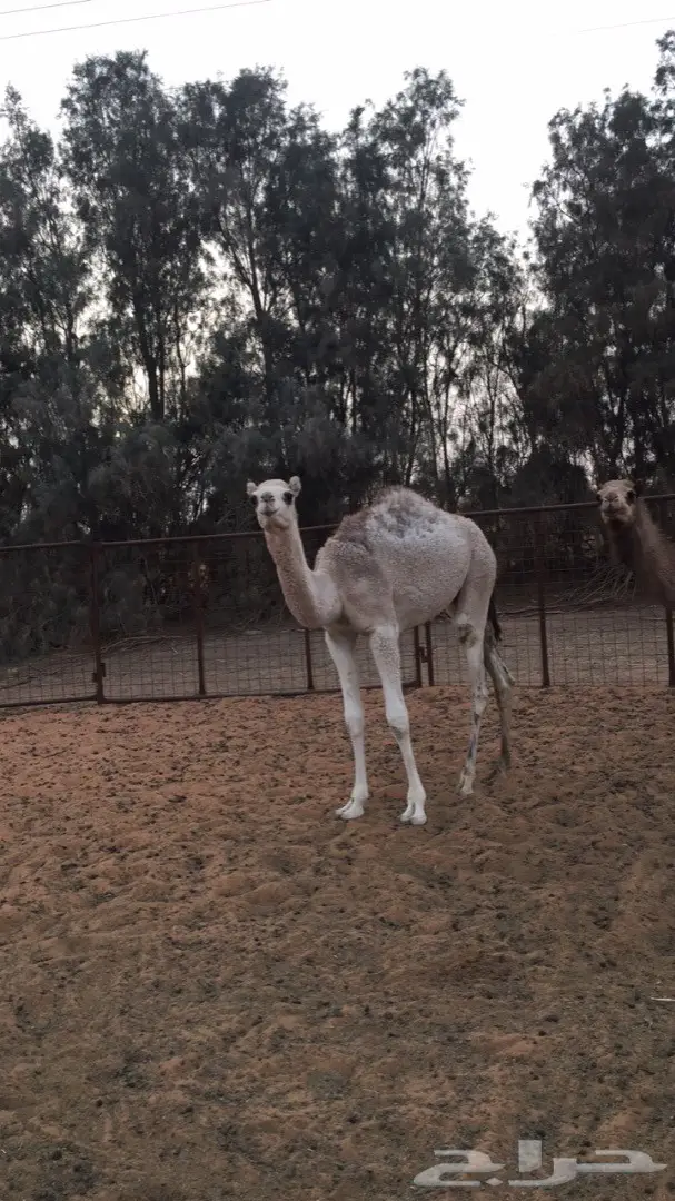 القعود للبيع سوداني 