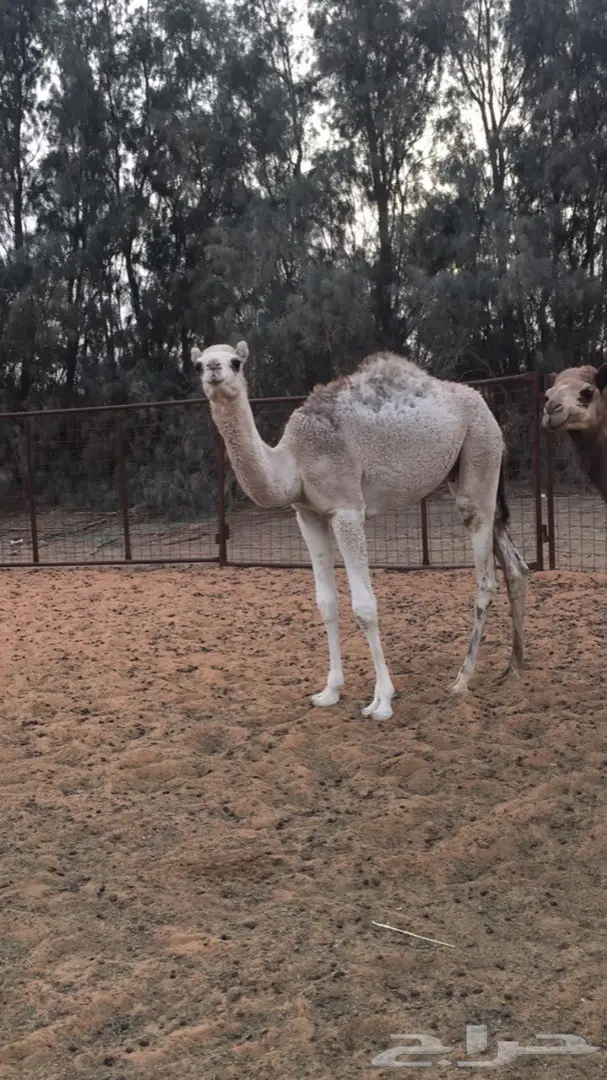 القعود للبيع سوداني  (image 1)