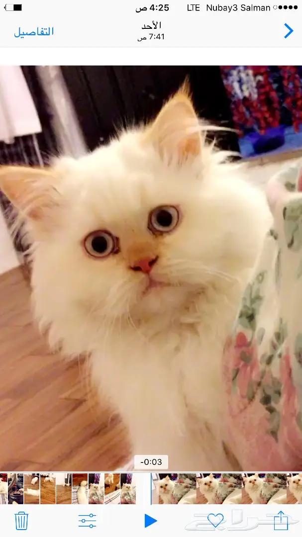 قطط للبيع (image 1)