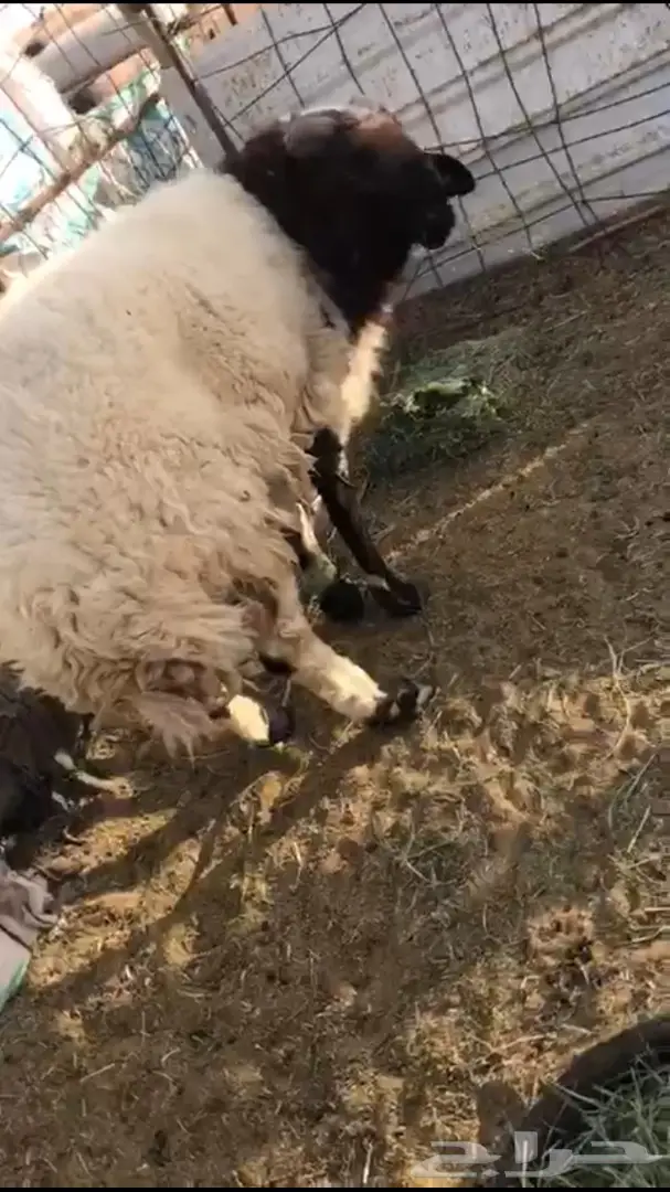 فحل نعيم  (image 4)