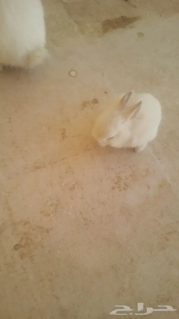 للبيع ارانب هولندية وفرنسي (image 3)