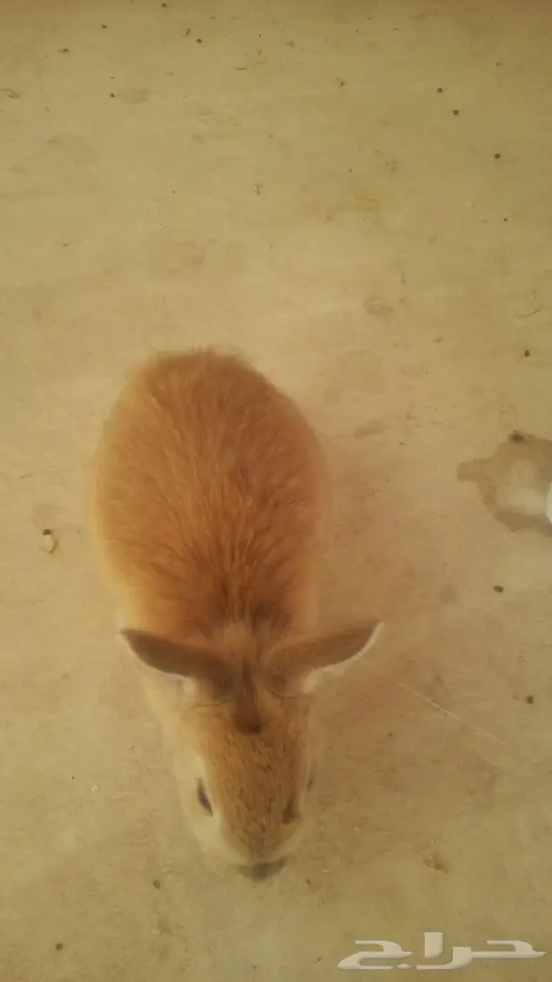 للبيع ارانب هولندية وفرنسي (image 8)