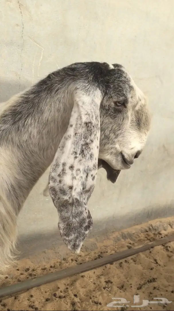 عنز تحتها تيوس هولنديه طيبه (image 3)