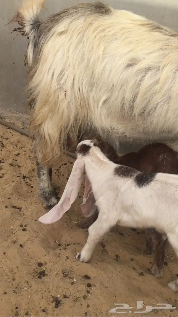 عنز تحتها تيوس هولنديه طيبه (image 4)