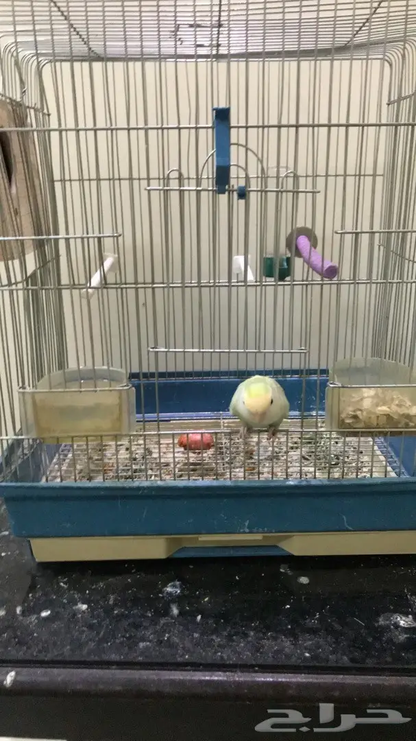 روز اليف (image 1)