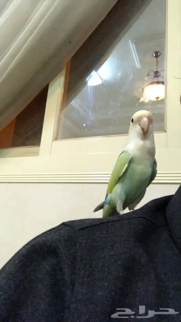 روز اليف (image 2)