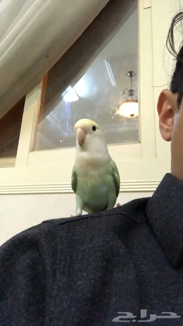 روز اليف (image 3)