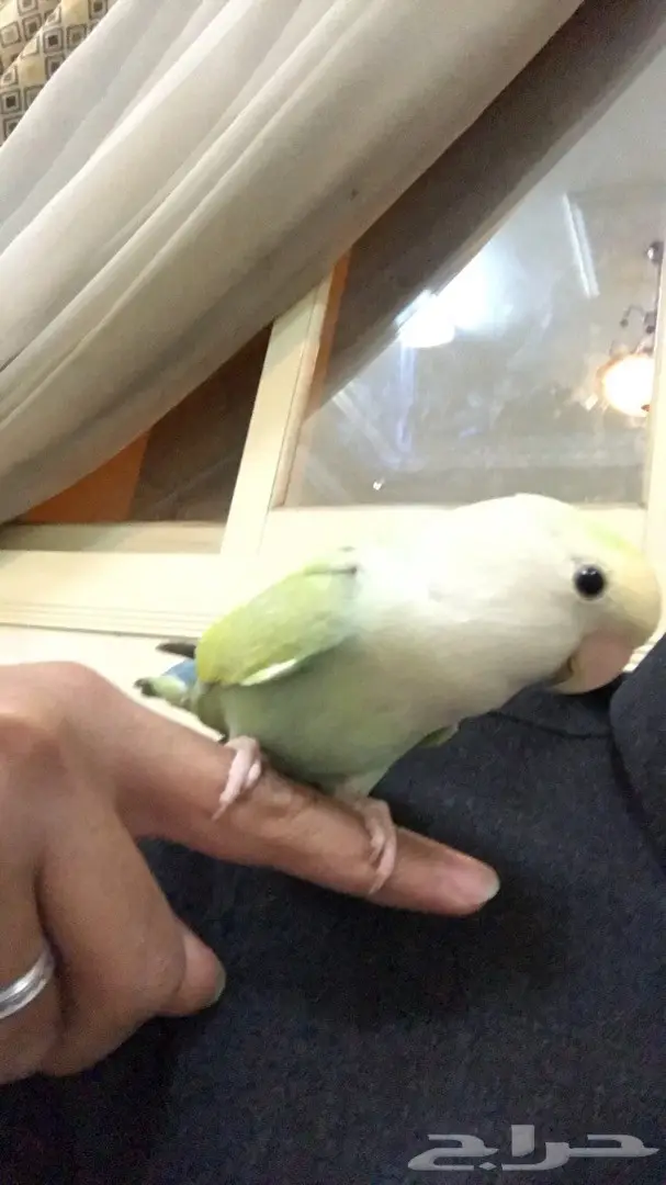 روز اليف (image 4)