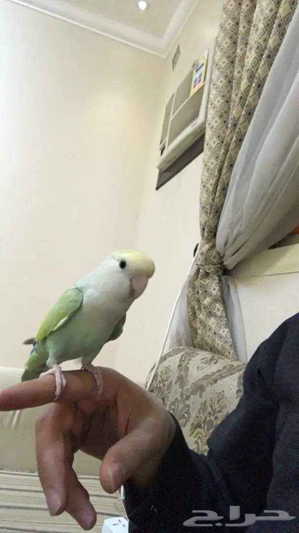 روز اليف (image 5)