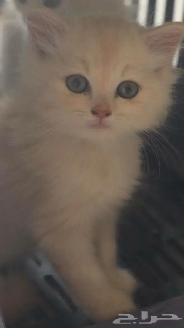 قط شيرازي  (image 1)