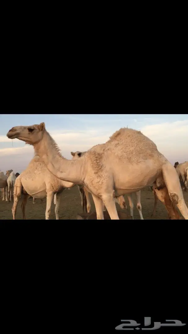 ناقه سمين وطيبه عفرا