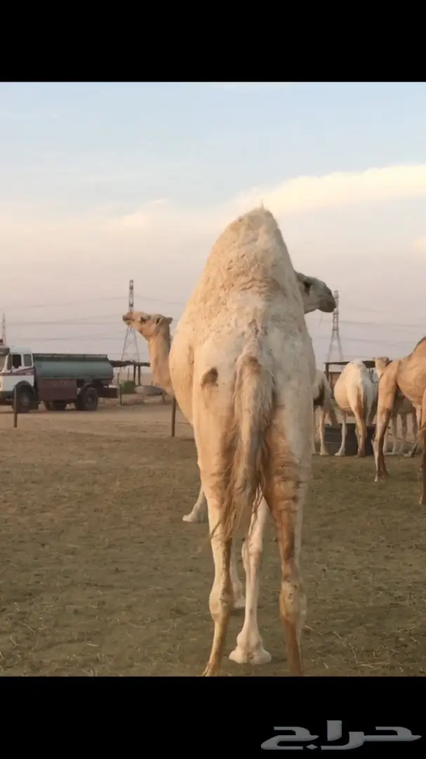 ناقه سمين وطيبه عفرا (image 1)