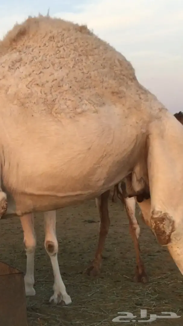 ناقه سمين وطيبه عفرا (image 3)