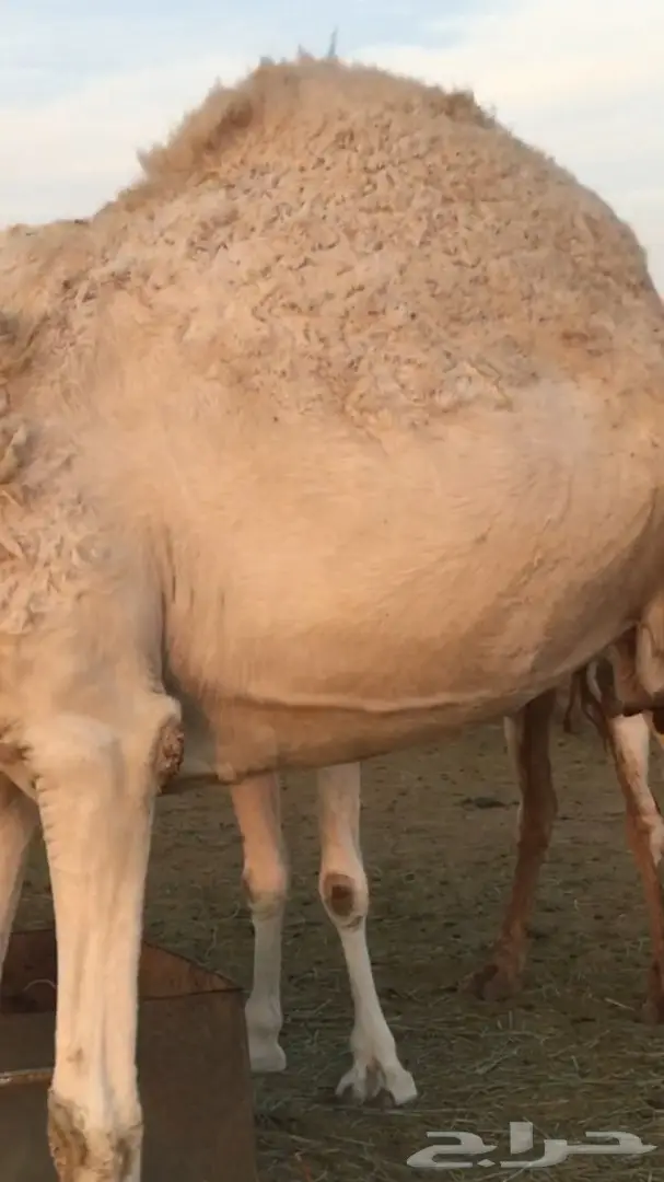 ناقه سمين وطيبه عفرا (image 5)