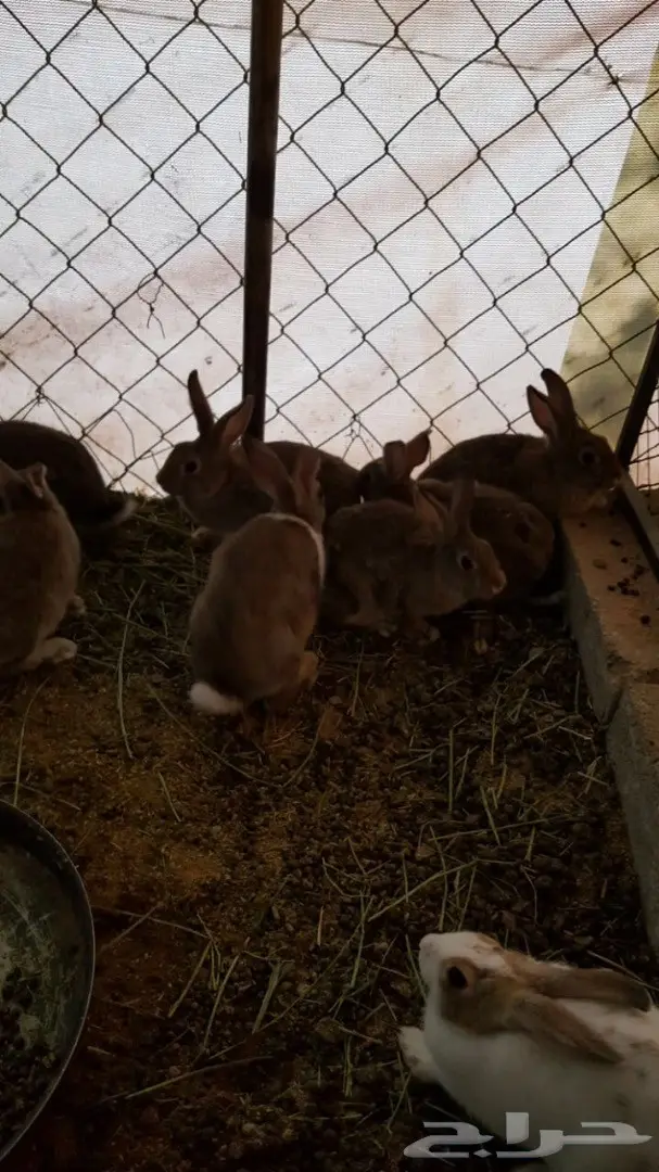 ارانب للبيع