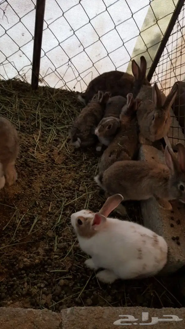 ارانب للبيع (image 1)