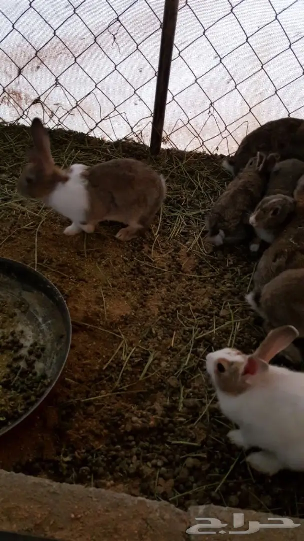 ارانب للبيع (image 2)