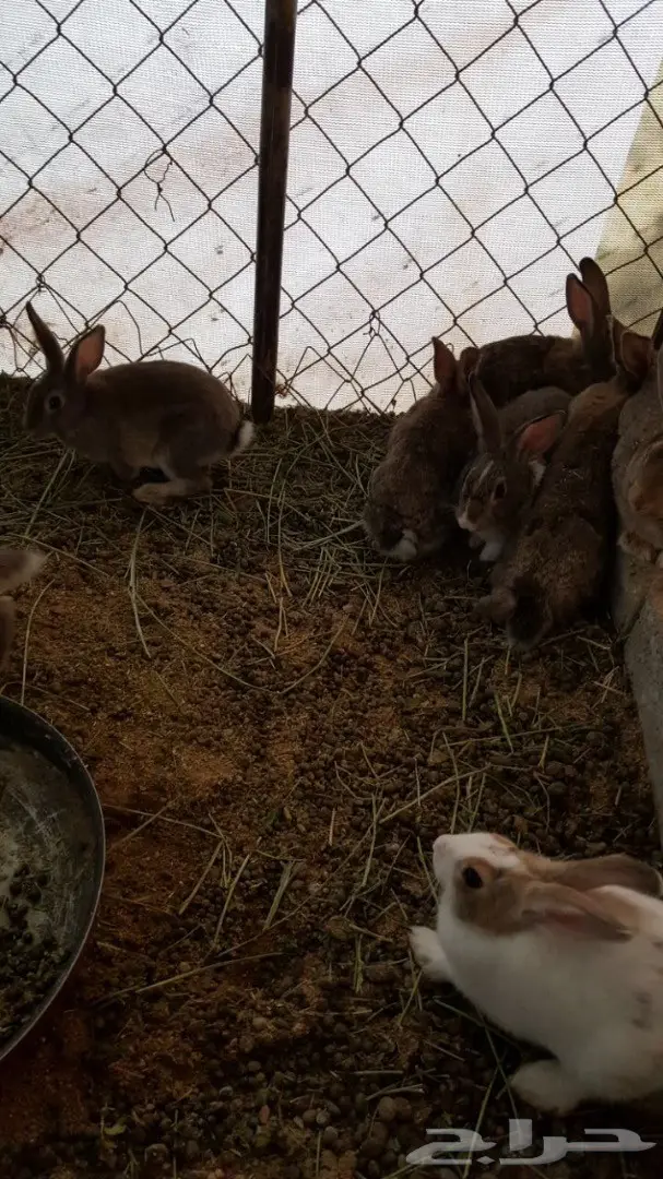 ارانب للبيع (image 3)