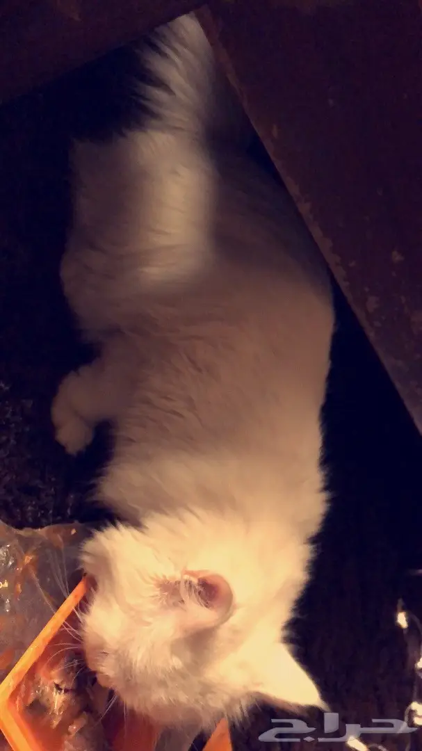 قط شيرازي  (image 1)