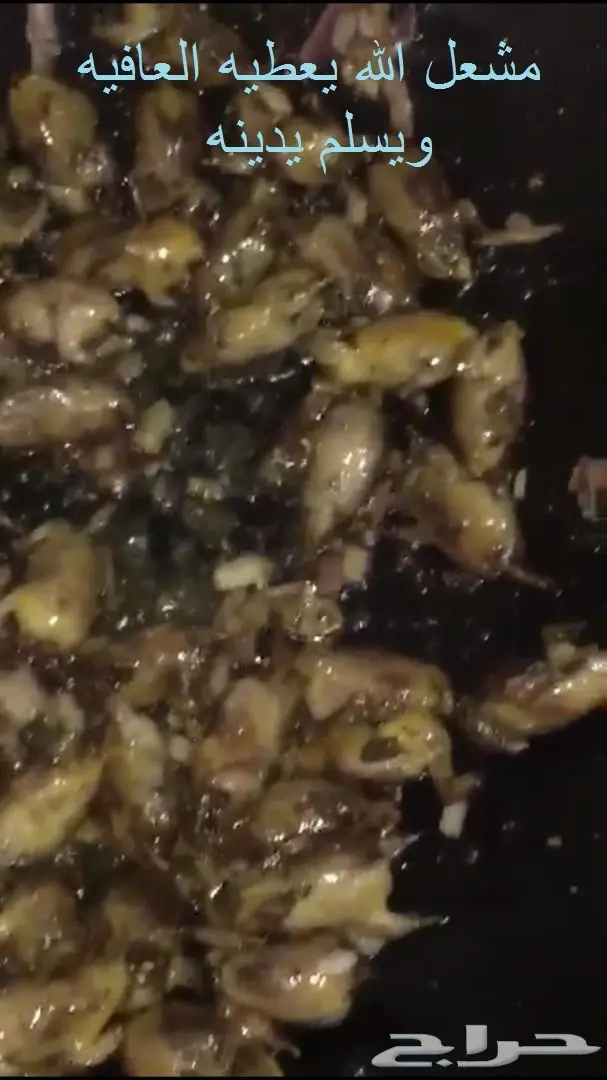 صيد دخل طازج فرش هذا الموسم (image 2)