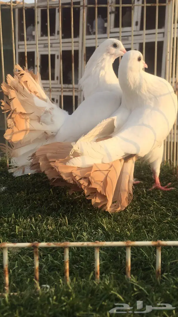 ((جوز رقاص((هولندي ))