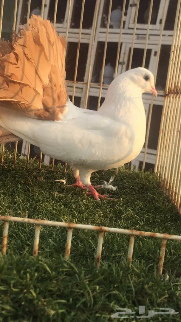 ((جوز رقاص((هولندي )) (image 1)